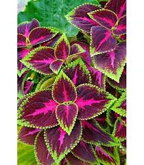 Green Pink Dragon Coleus Seeds for Planting Heirloom Non-GMO High Germination Organic Garden Seeds