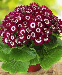 Burgundy Cineraria Flower Seeds for Planting – Heirloom, Non-GMO, High Germination Organic Garden Seeds for Shade-Loving Blooms