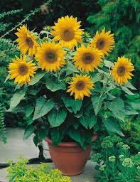 SunFlower Seeds for Planting – Heirloom, Non-GMO, High Germination Organic Garden Seeds