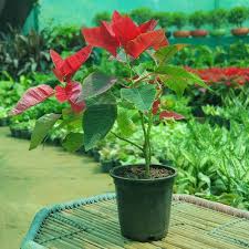 Poinsettia Flower Seeds for Planting – Heirloom, Non-GMO, High Germination Organic Garden Seeds