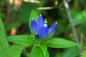 Gentiana Flower Seeds for Planting – Easy to Grow, Heirloom Non-GMO High Germination Organic Garden Seeds