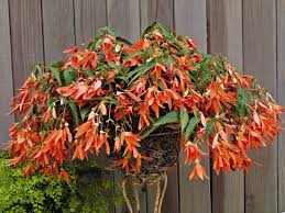 Boliviensis Flower Seeds for Planting – Cut Flower Favorite Heirloom Non-GMO Organic Garden Seeds