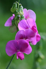 Violet Lathyrus Odoratus Flower Seeds for Planting – Heirloom, Non-GMO, Shade-Tolerant, High Germination