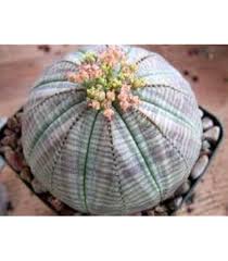 Heirloom Euphorbia Obesa Flower Seeds – Non-GMO, High Germination Organic Garden Seeds