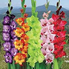 Gladiolus Flower Seeds for Planting – Heirloom, Non-GMO, Cut Flower Favorite, High Germination