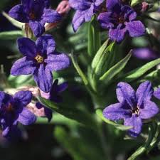 Heirloom Lithodora Flower Seeds for Planting – Compact Growth, Non-GMO, High Germination