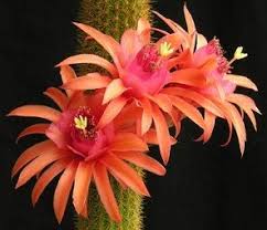 Hildewintera Flower Seeds for Planting – Fragrant Blossoms, Heirloom, Non-GMO, High Germination Garden Seeds