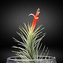 Tillandsia Fuchsii Flower Seeds for Planting – Heirloom, Non-GMO, High Germination Organic Garden Seeds
