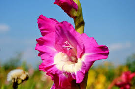 Pink Gladiolus Flower Seeds for Planting – Heirloom, Non-GMO, Vibrant Colors Organic Garden Seeds