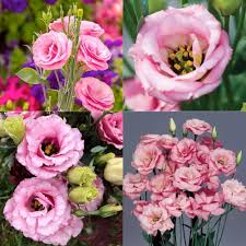 Echo Flower Seeds for Planting – Heirloom, Non-GMO, High Germination Organic Garden Seeds