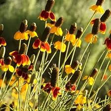 Ratibida Columnifera Flower Seeds for Planting – Garden Favorite, Heirloom, Non-GMO, High Germination