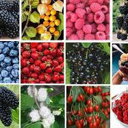 Fruit Seeds,Garden seeds, Seeds For Planting,Plant Seeds