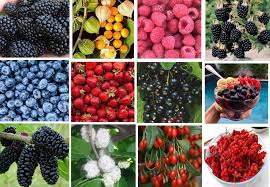 Fruit Seeds,Garden seeds, Seeds For Planting,Plant Seeds