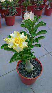 Light Yellow Adenium Obesum Flower Seeds – Non-GMO, High Germination Heirloom Organic Garden Seeds