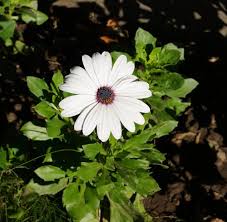 Spring Madia Flower Seeds for Planting - Heirloom, Non-GMO, High Germination Organic Garden Seeds