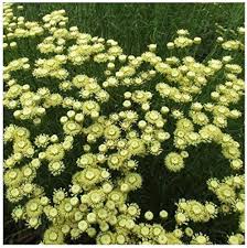 Santolina Etrusca Flower Seeds for Planting – Heirloom, Non-GMO &amp; High Germination Garden Seeds