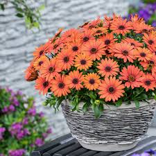 Orange Osteospermum Flower Seeds for Planting – Easy to Grow, Heirloom, Non-GMO Seeds for Home Garden