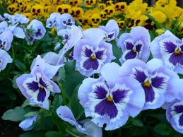 Pansy Heartsease Flower Seeds for Planting – Easy to Grow, Heirloom, Non-GMO, High Germination
