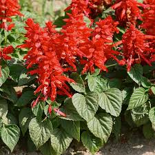 Scarlet Sage Flower Seeds for Planting – Wildflower Mix, Heirloom, Non-GMO, Organic Garden Seeds