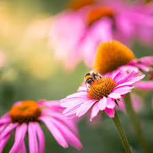 Heirloom Coneflower Seeds for Planting | Non-GMO, High Germination, Organic Garden Seeds