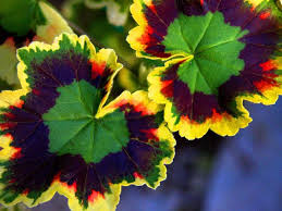 Mixed Variegated Geranium Flower Seeds for Planting – Hardy Variety, Heirloom, Non-GMO, High Germination Garden Seeds