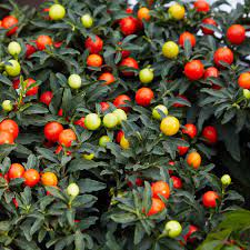 Fruit Seeds,Garden seeds, Seeds For Planting,Plant Seeds