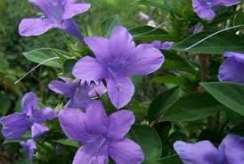 Lavender Dierama Flower Seeds for Planting – Low Maintenance, Heirloom & Non-GMO, High Germination