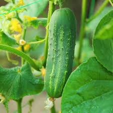 Cucumber Grape Jelly Seeds for Planting – Organic Heirloom Non‑GMO High Germination Garden Seeds, Crisp Sweet Flavor