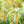Yellow Foxtail grass seeds for planting - Heirloom & Non-GMO Garden seeds