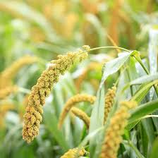 Yellow Foxtail grass seeds for planting - Heirloom & Non-GMO Garden seeds