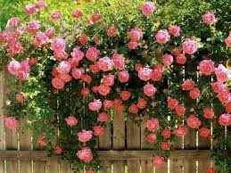 Climbing Rose Flower Seeds for Planting – Garden Favorite, Heirloom, Non-GMO & High Germination Seeds