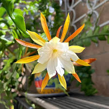 Epiphyllum Flower Seeds for Planting Heirloom Non-GMO High Germination Organic Garden Seeds