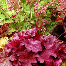 Heuchera Flower Seeds for Planting – Versatile Foliage Superstars, Drought Tolerant, Heirloom, Non-GMO