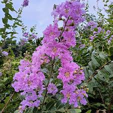 Myrtle Flower Seeds – Heirloom, Non-GMO, High Germination Organic Garden Seeds