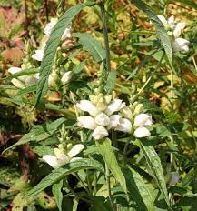Chelone Glabra Flower Seeds for Planting – Heirloom, Non-GMO, High Germination Organic Garden Seeds