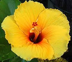 Yellow Hibiscus Flower Seeds for Planting – Heirloom, Non-GMO, Premium Organic Garden Seeds