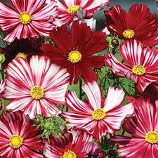 Cosmos Velouette Flower Seeds for Planting – Long Bloom Season, Heirloom, Non-GMO, High Germination Garden Seeds