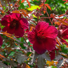 Cranberry Hibiscus Flower Seeds for Planting – Heirloom, Non-GMO, Hardy Variety