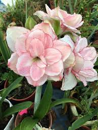 Pink White Hemerocallis Flower Seeds for Planting – Heirloom, Non-GMO, High Germination Garden Seeds