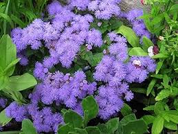 Heirloom Ageratum Flower Seeds for Planting – Perfect for Borders, Non-GMO, High Germination Organic Garden Seeds