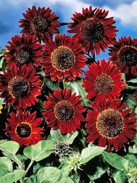 Red Sunflower Flower Seeds – Non-GMO, High Germination Heirloom Organic Garden Seeds
