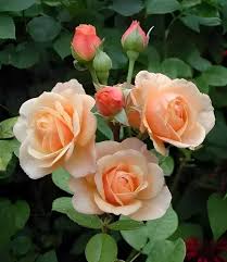 Peach Rose Flower Seeds for Planting – Heirloom, Non-GMO, High Germination Organic Garden Seeds