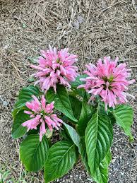 Plumed Flower seeds for Planting – Colorful Display, Heirloom, Non-GMO, High Germination Organic Garden Seeds
