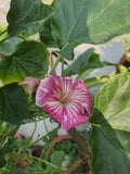 Stellulifera Flower Seeds for Planting – Heirloom, Non-GMO Cut Flower Favorite Organic Garden Seeds