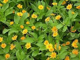 Melampodium Paludosum Flower Seeds – Heirloom, Non-GMO, Long Bloom Season