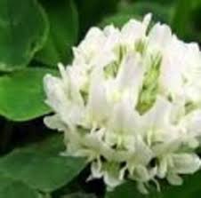Dutch Clover Flower Seeds for Planting – Heirloom, Non-GMO, Sun Loving Organic Garden Seeds