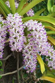 Rhynchostylis Retusa Alba Flower Seeds for Planting – Premium Quality, Heirloom, Non-GMO, High Germination