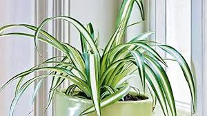 Heirloom Chlorophytum Flower Seeds for Planting – Non-GMO, High Germination, Organic Garden Seeds