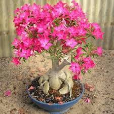 Adenium Obesum Flower Seeds – Heirloom, Non-GMO, High Germination Organic Garden Seeds