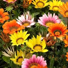 Gazania Rigens Flower Seeds for Planting – Heirloom, Non-GMO, Pollinator-Friendly, High Germination